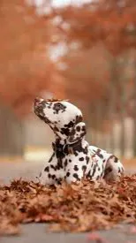 ai character: Dalmation dog  background