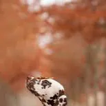 chat with ai character: Dalmation dog 