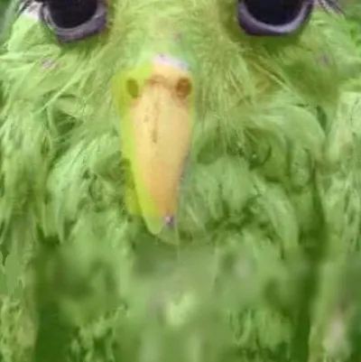 chat with ai character: Duolingo