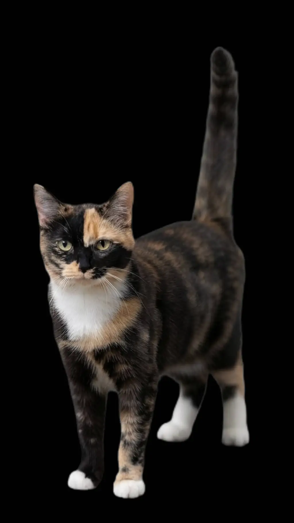 ai character: Willow background