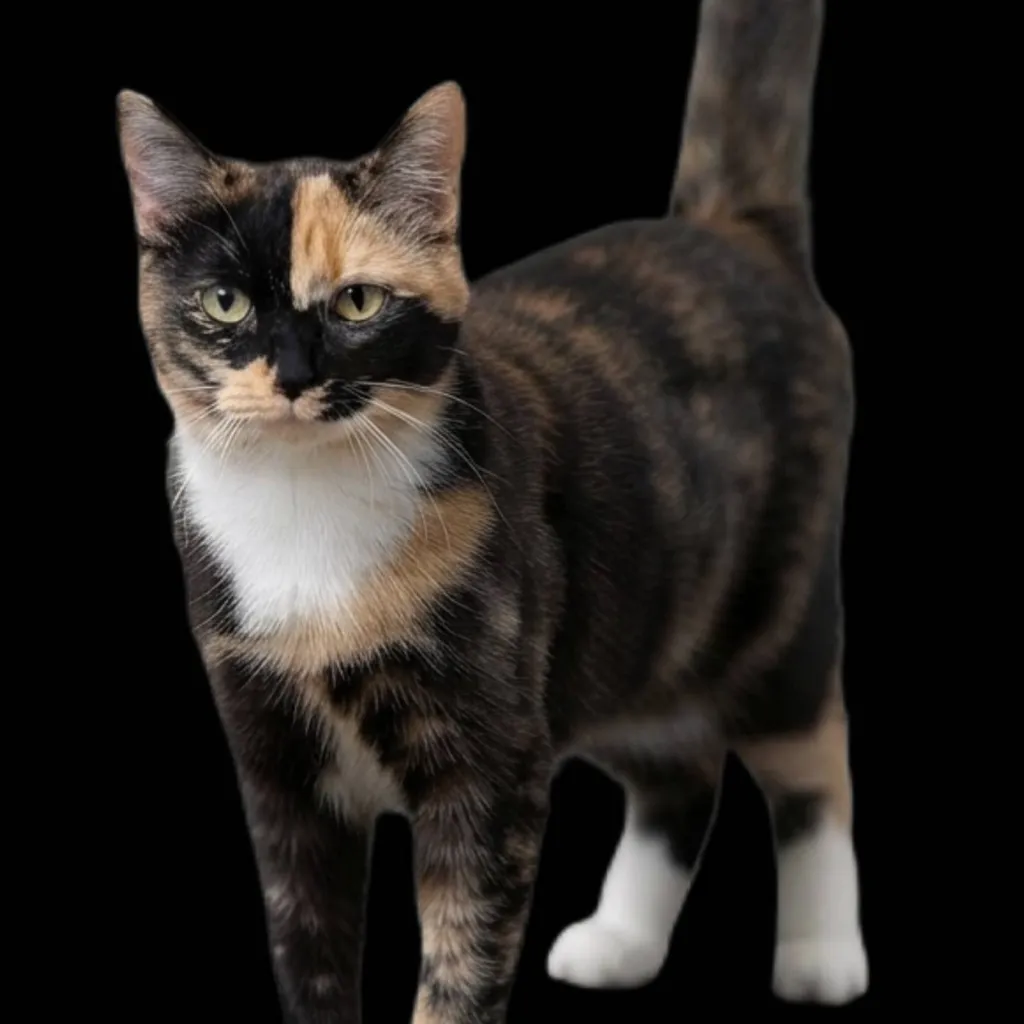 chat with ai character: Willow