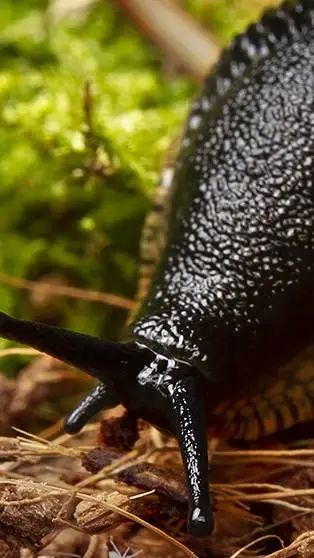 ai character: parasite slug background