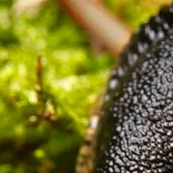 chat with ai character: parasite slug