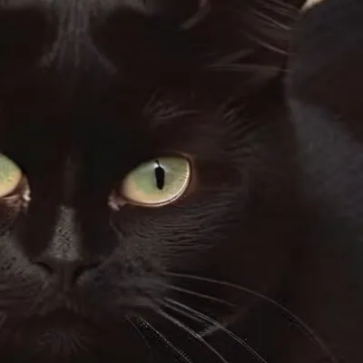 chat with ai character: Uhh your cat 