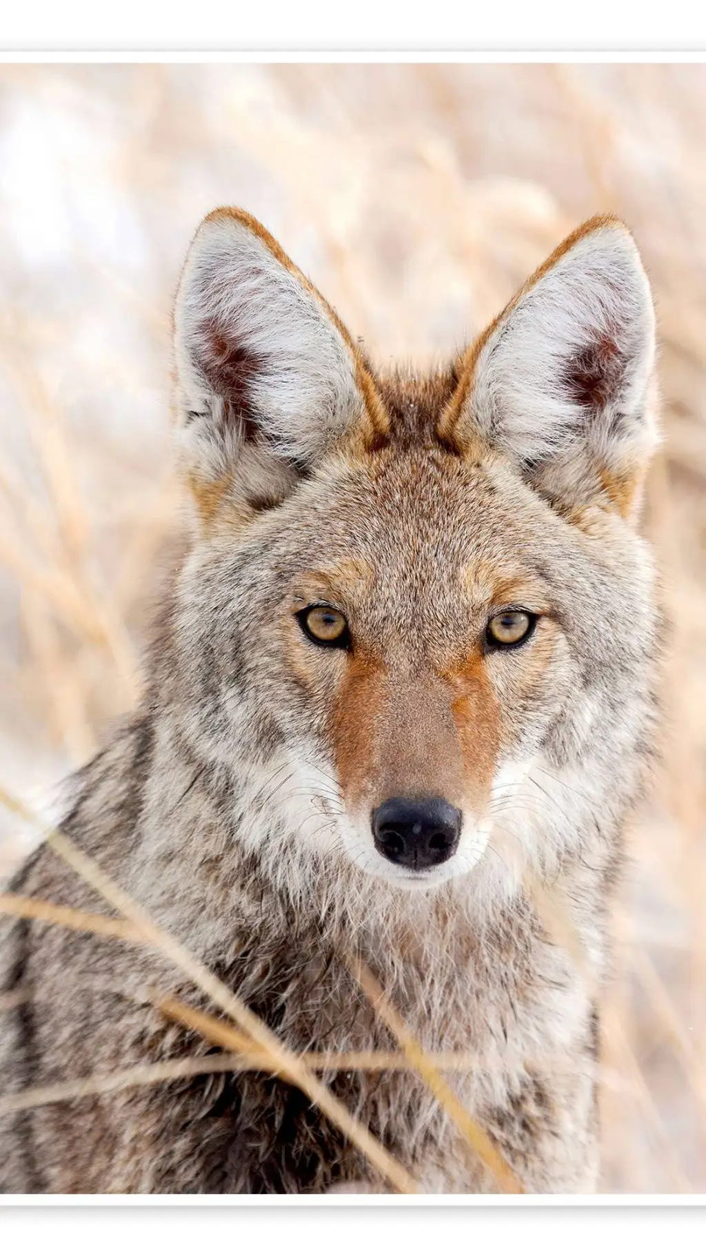 ai character: coyote adult background