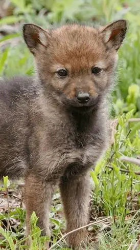 ai character: Coyote Baby background