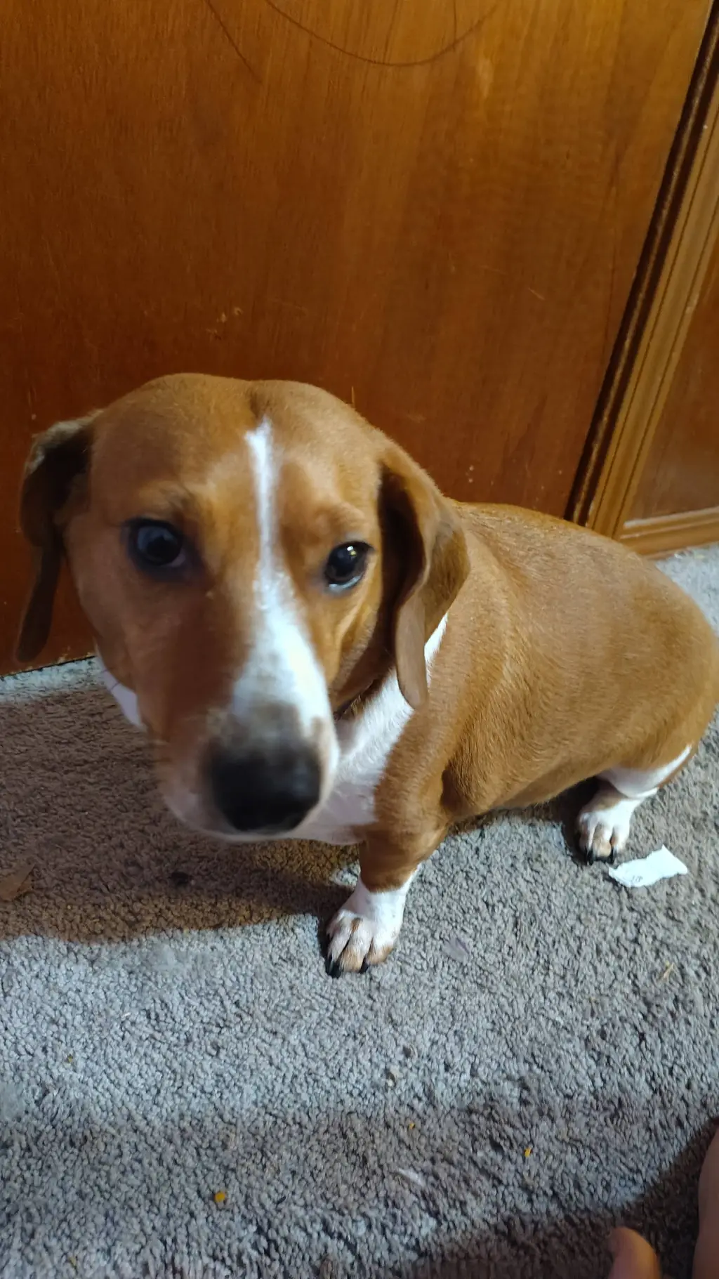 ai character: HH service dog  background