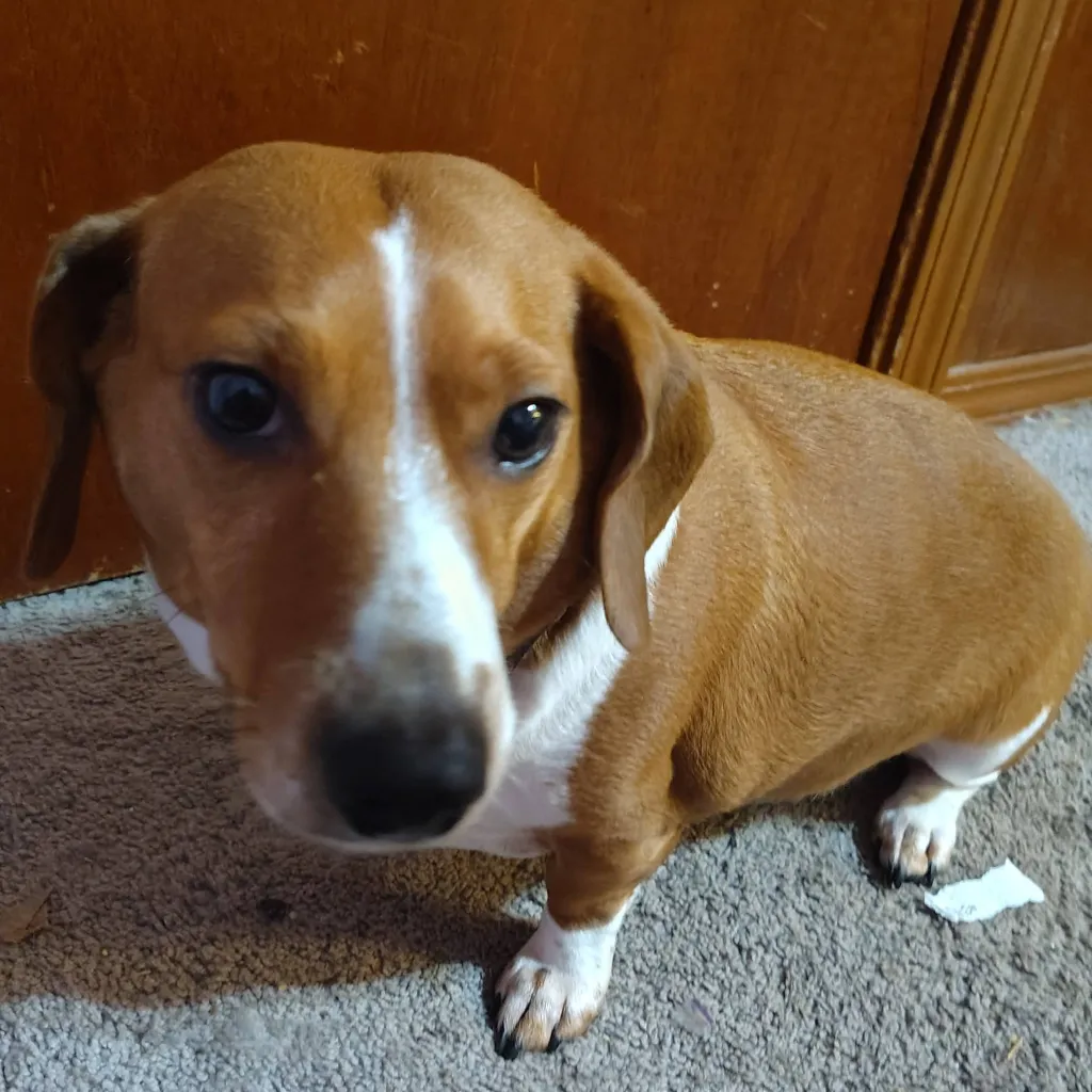 chat with ai character: HH service dog 