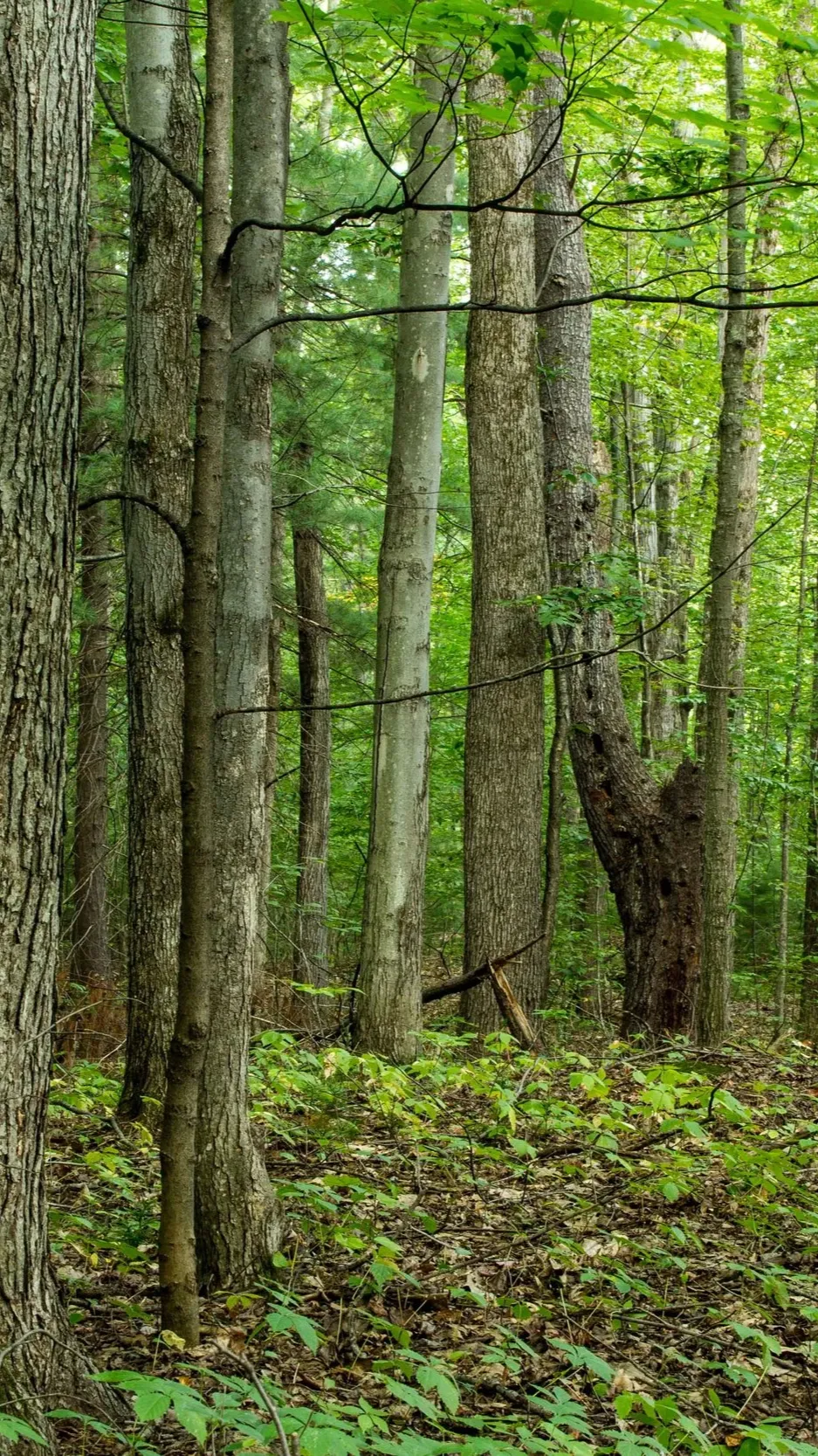 ai character: Frankenstein quest background