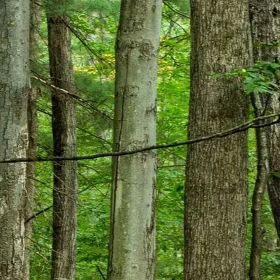 chat with ai character: Frankenstein quest