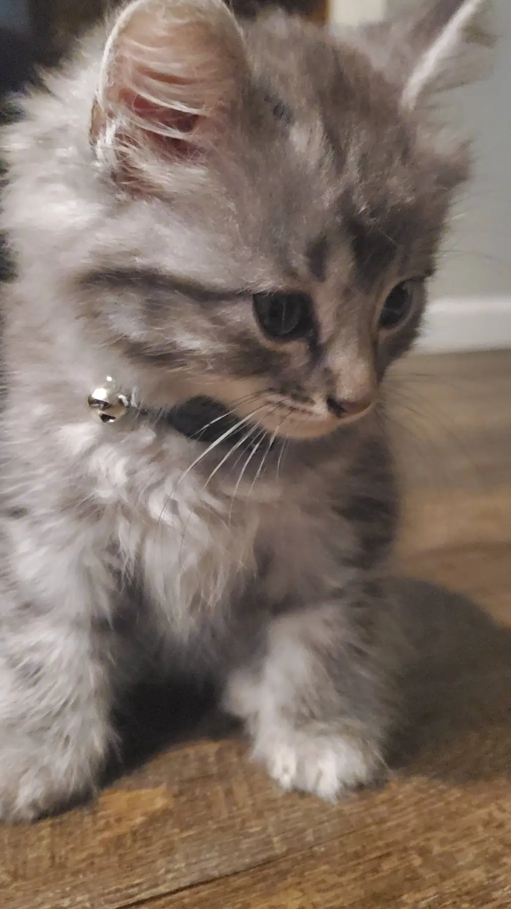 ai character: commet background