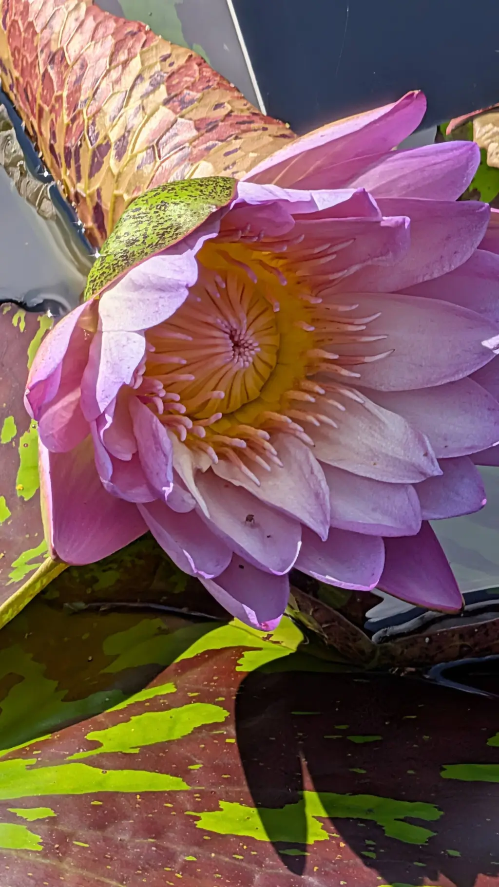 ai character: freaky flower...  background