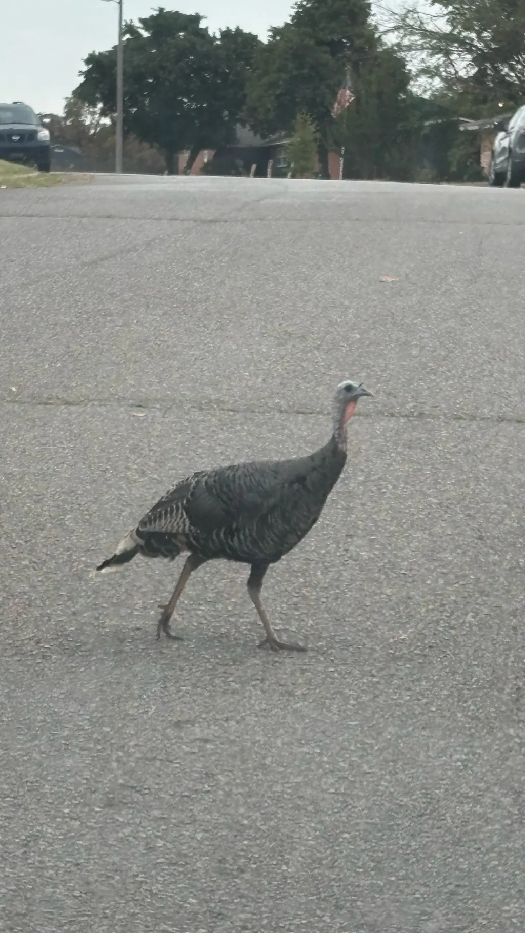 ai character: Weird bird background