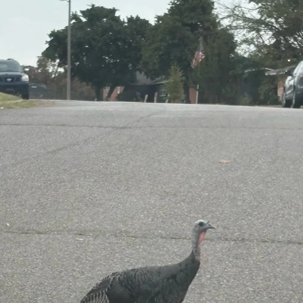chat with ai character: Weird bird