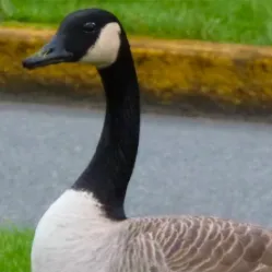 chat with ai character: Your pet goose