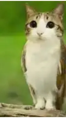 ai character: Meowl background