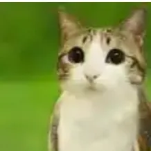 chat with ai character: Meowl