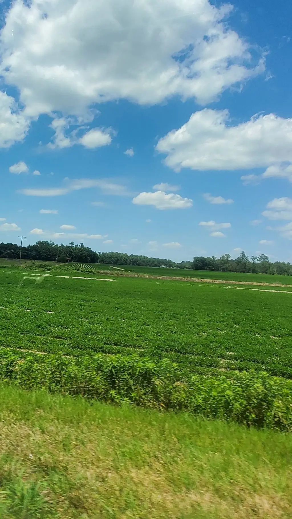 ai character: grass background