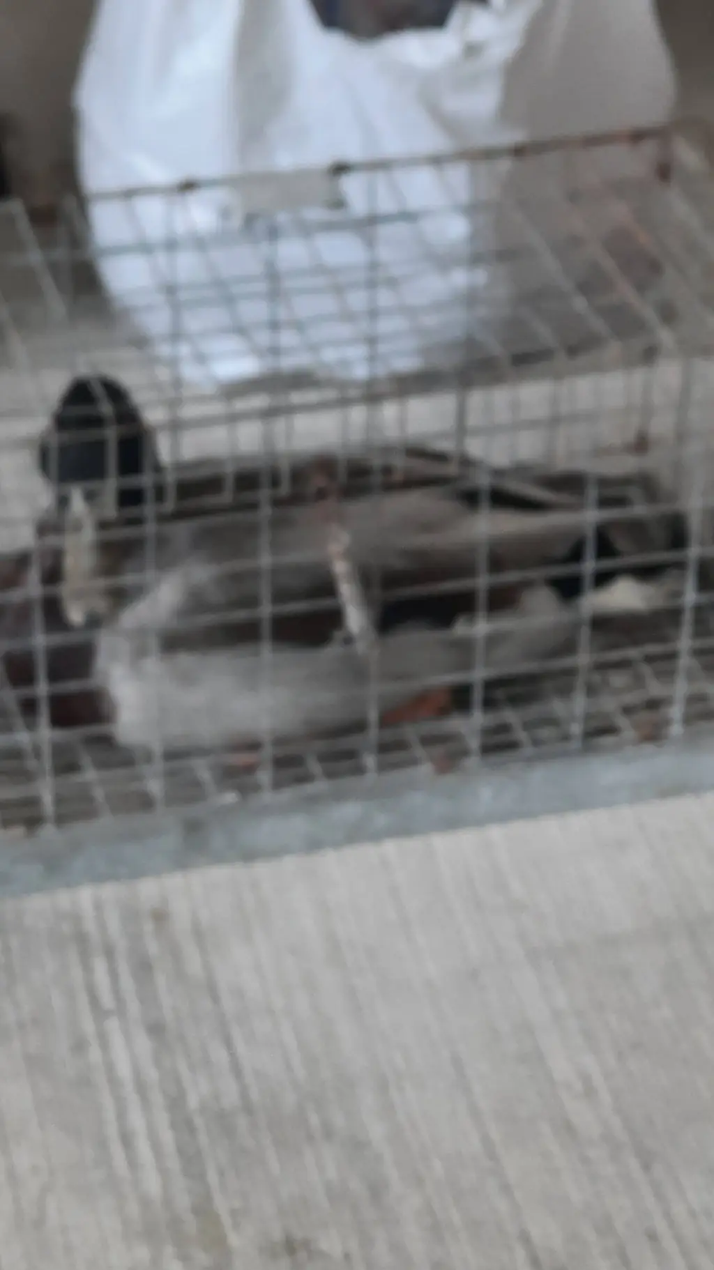 ai character: ducky background