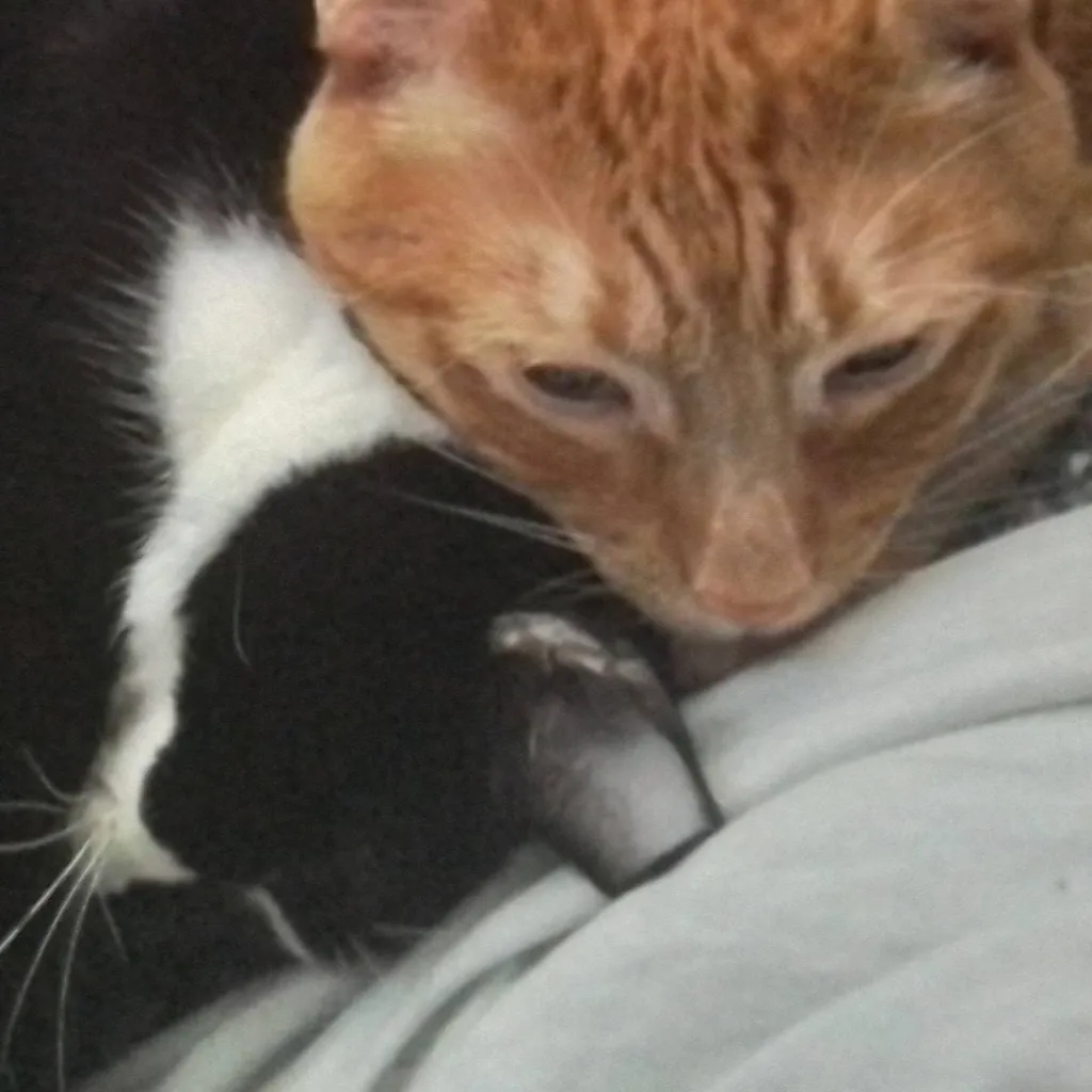 chat with ai character:  cod