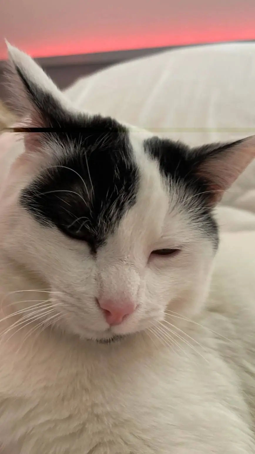 ai character: Echo background