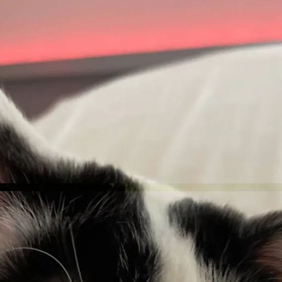 chat with ai character: Echo