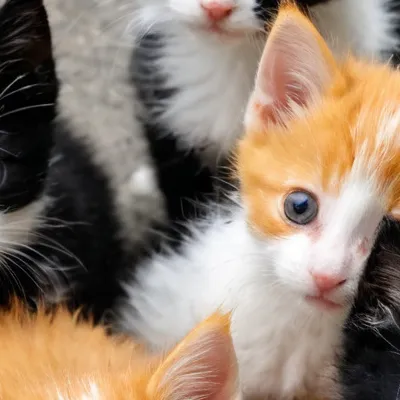 chat with ai character: Kittens