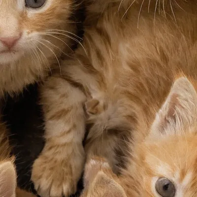 chat with ai character: Kittens skibidi 