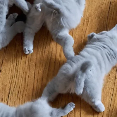 chat with ai character: Kitten blue