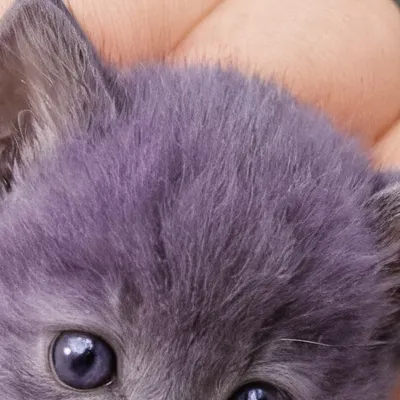 chat with ai character: Purple kitten