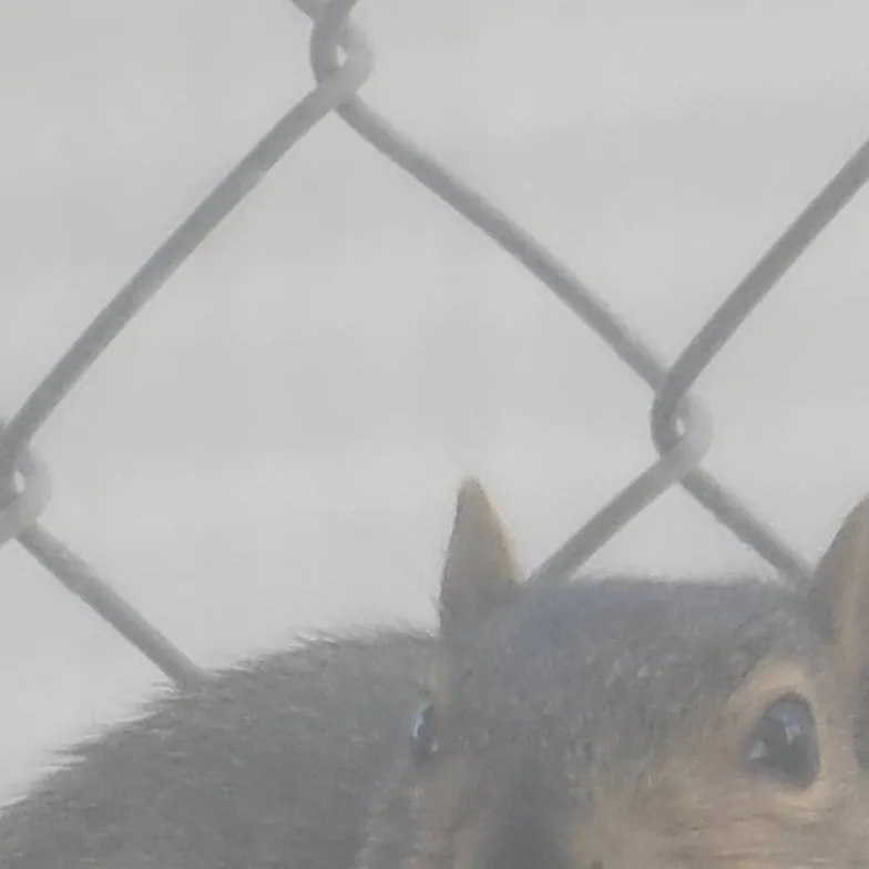 chat with ai character: squirrel🐿