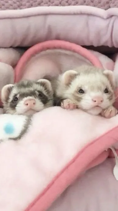 ai character: Ferret background