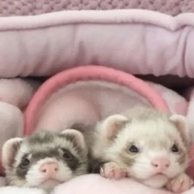 chat with ai character: Ferret