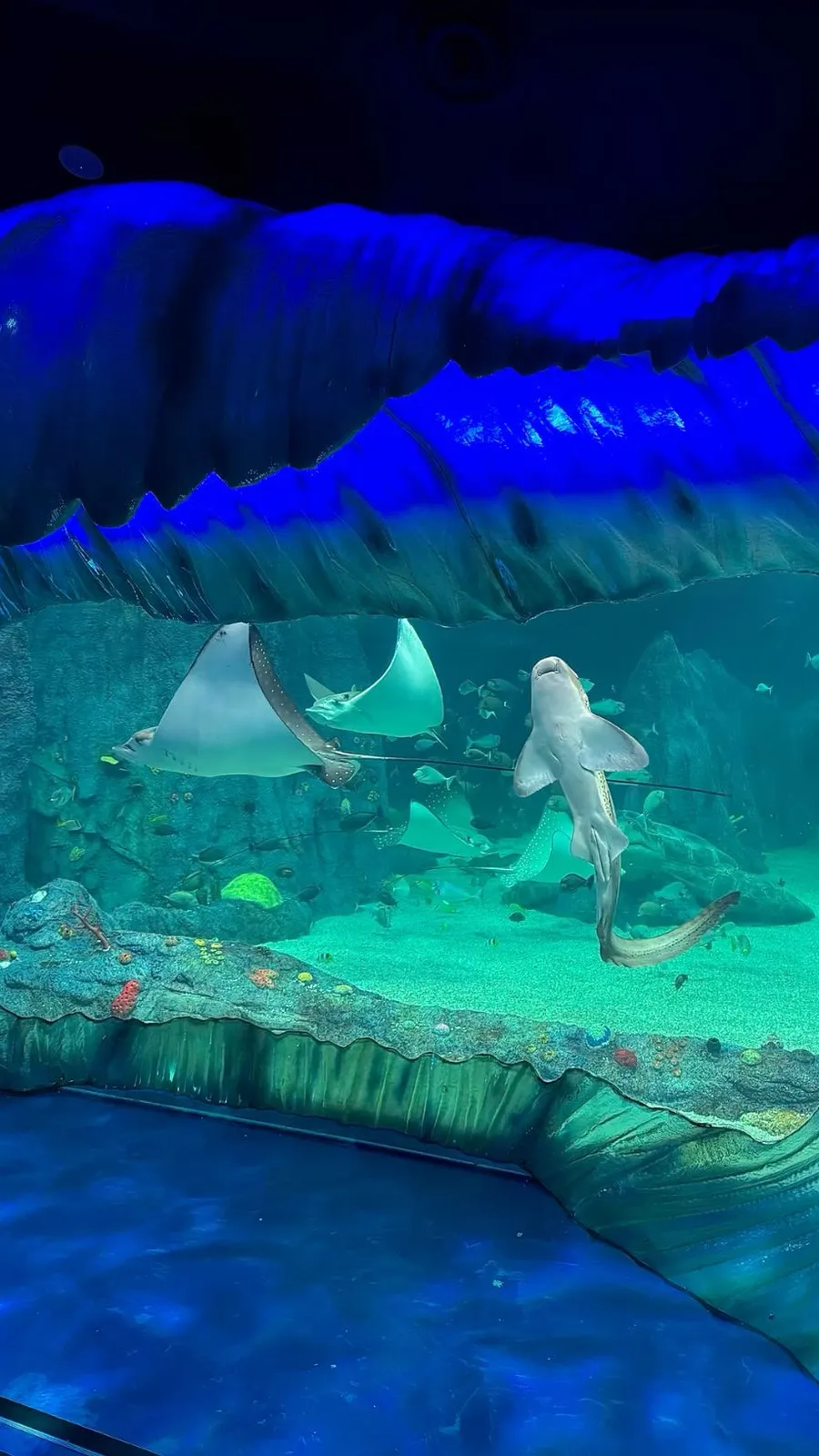 ai character: Aquarium background