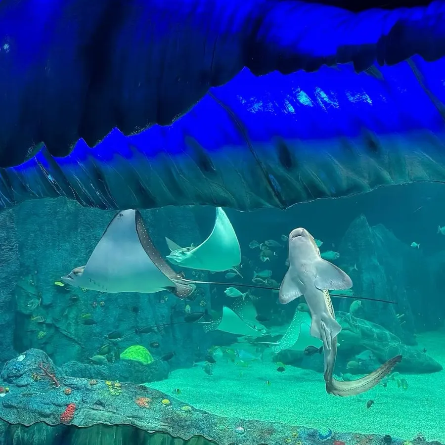 chat with ai character: Aquarium