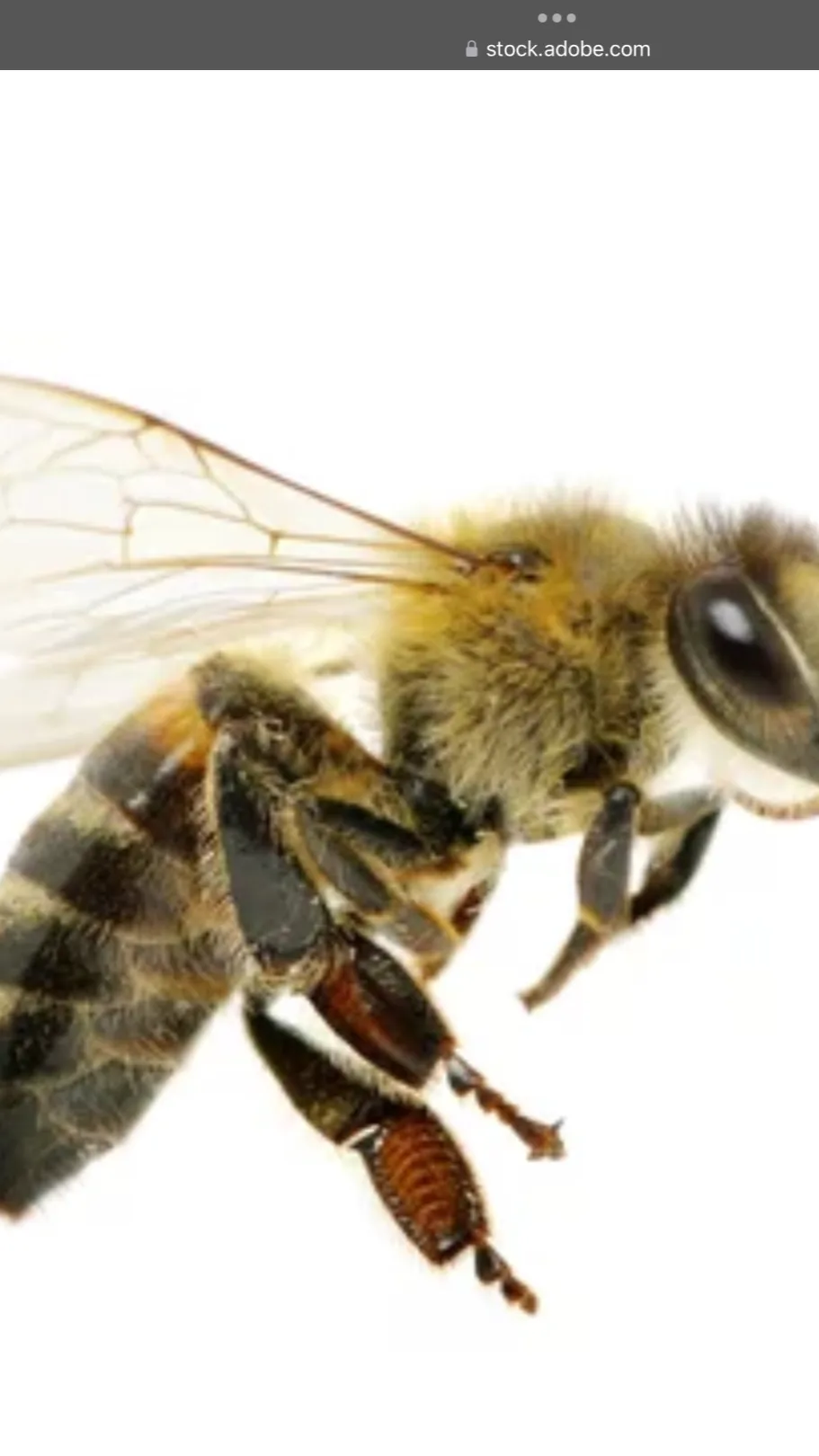 ai character: bee background