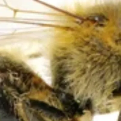 chat with ai character: bee