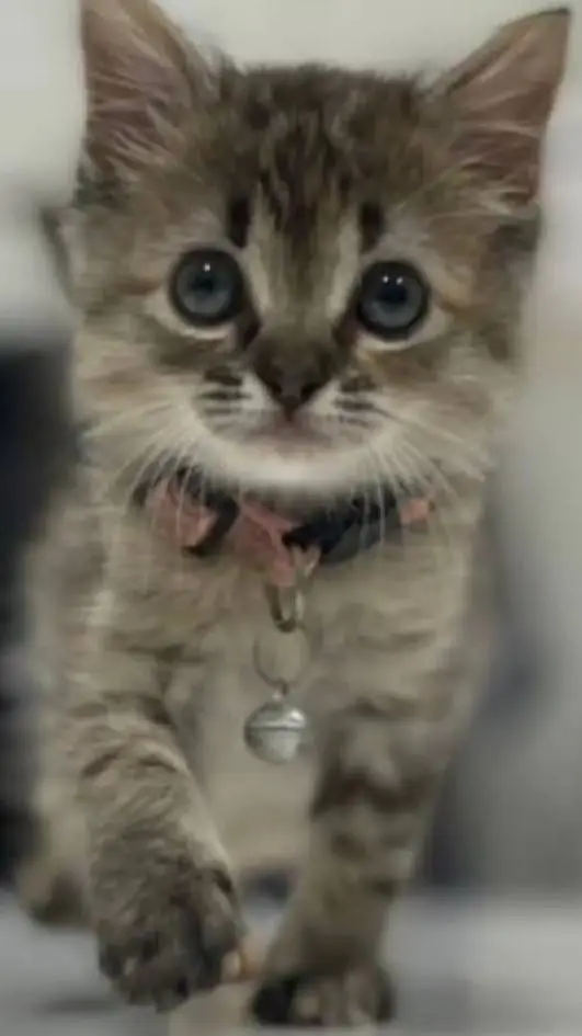 ai character: lost baby kitten  background