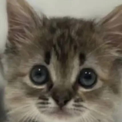 chat with ai character: lost baby kitten 