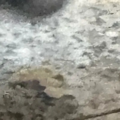 chat with ai character: Choco clan