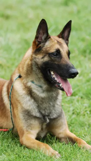 ai character: Lulu background