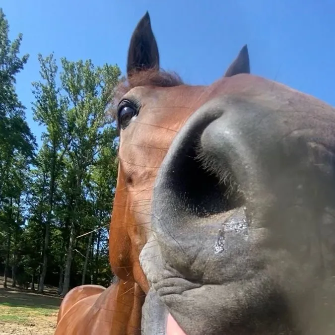 chat with ai character: Heartland 