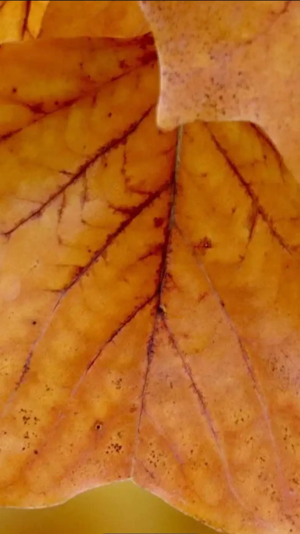 ai character: Halloween special background