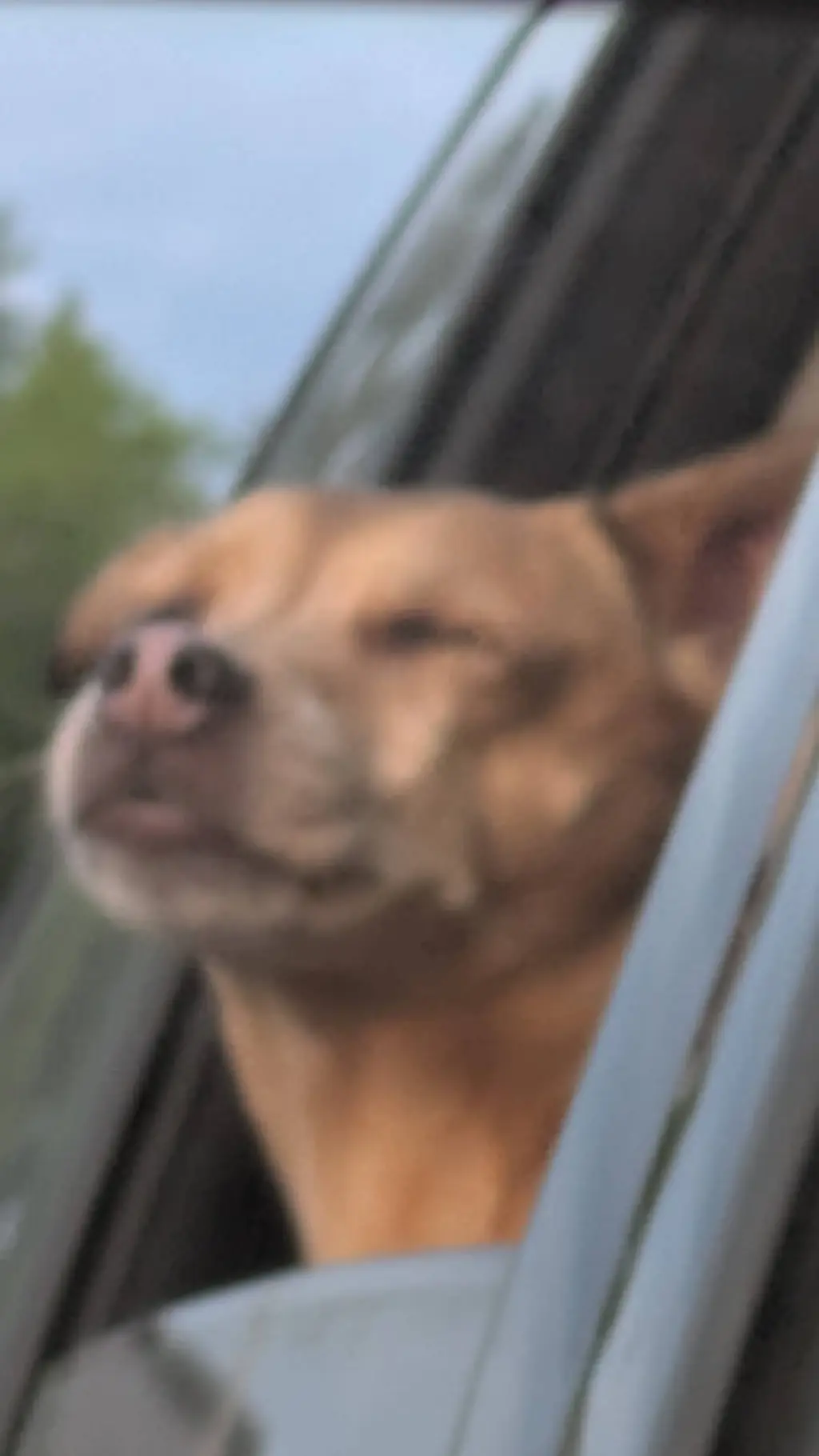 Talkie AI - Chat with My doggeh Chloe