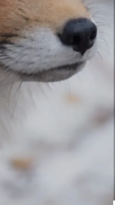 ai character: •Major• background