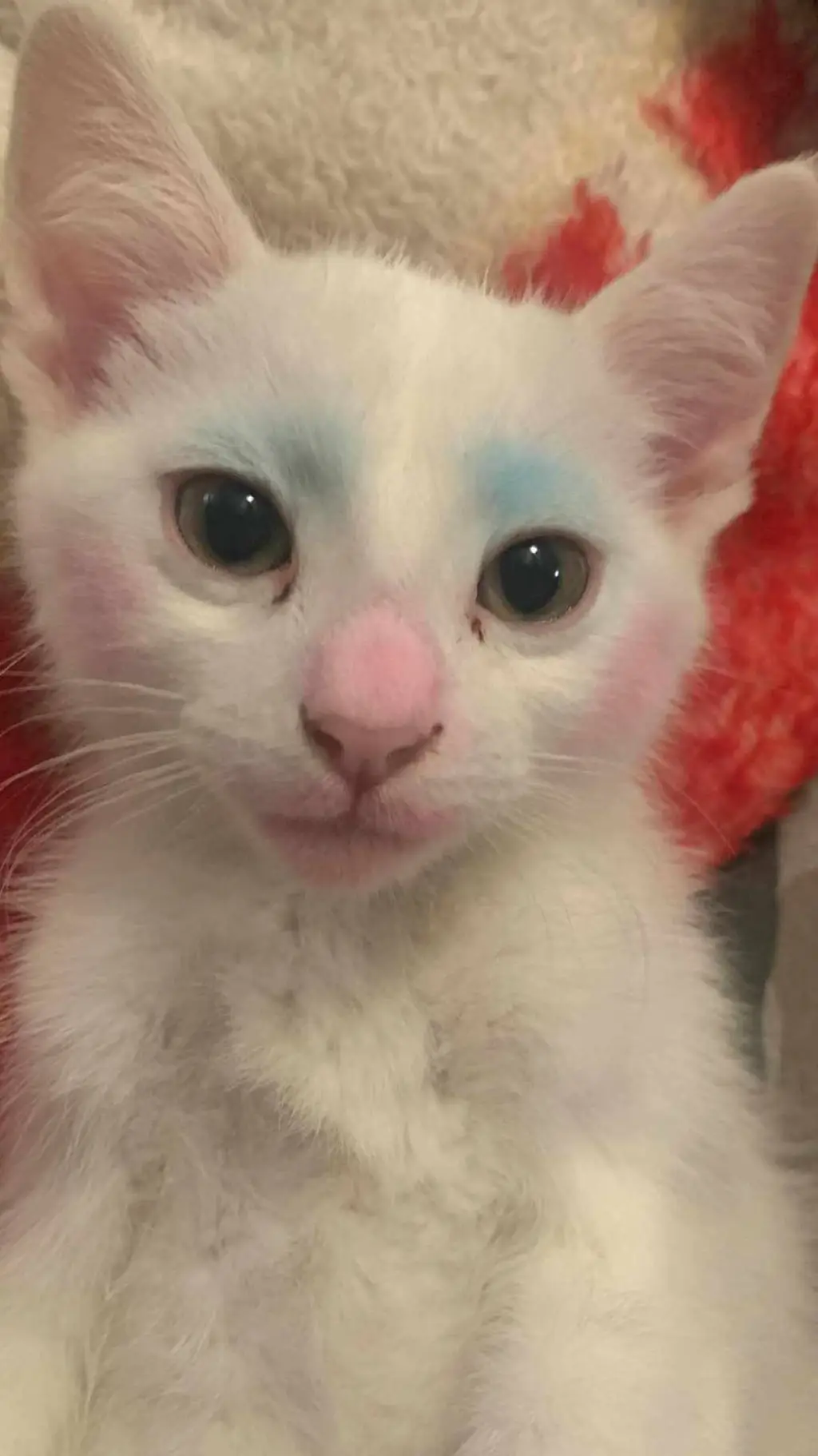 ai character: pretty kitty background
