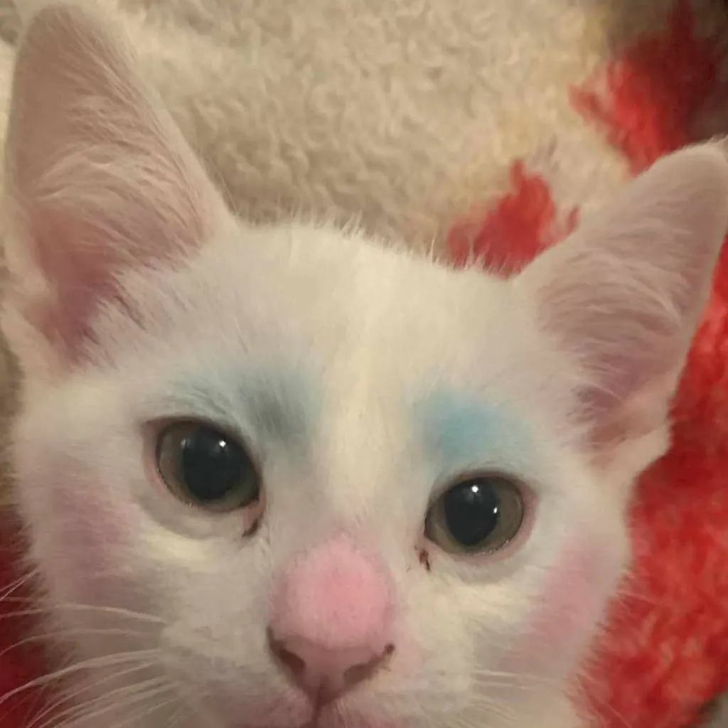 chat with ai character: pretty kitty