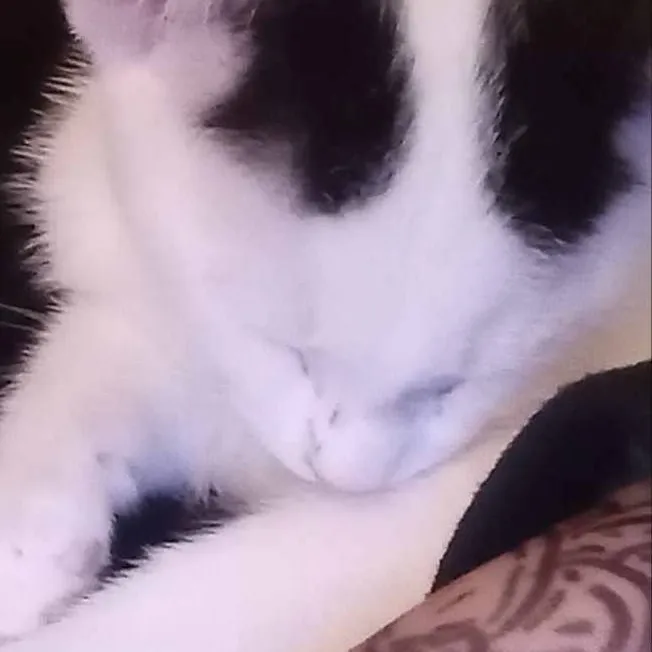 chat with ai character: Oreo