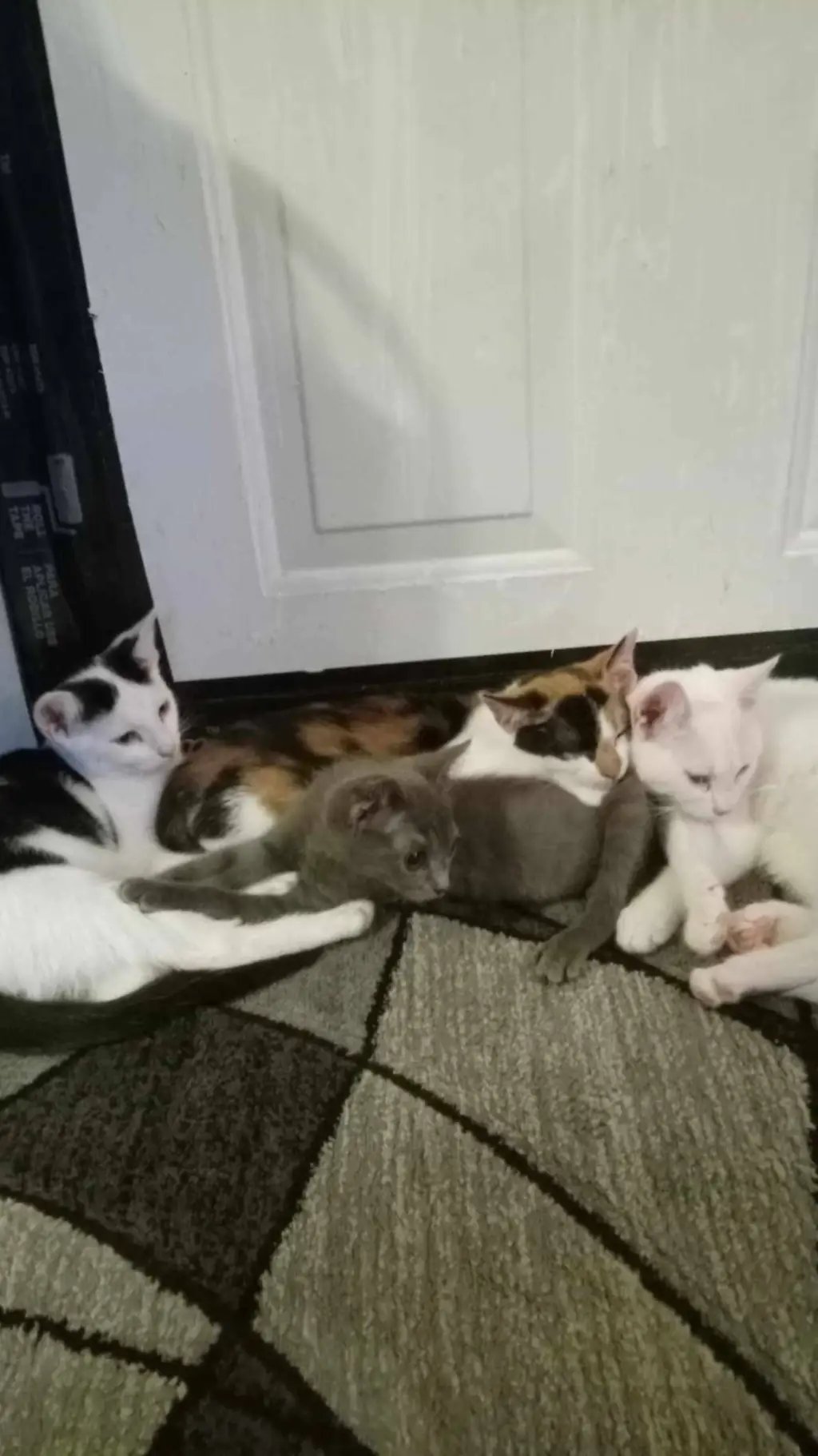 ai character: Four kitties background