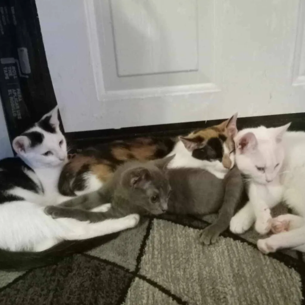 chat with ai character: Four kitties